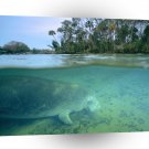Whale West Indian Crystal River A1 Xlarge Canvas