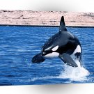 Whale Wonderous Immersion A1 Xlarge Canvas