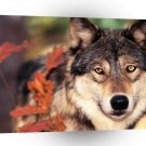 Wolf And Autumn Colors A1 Xlarge Canvas