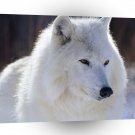Wolf Arctic Canada A1 Xlarge Canvas