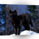 Wolf Black In Snow A1 Xlarge Canvas