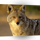 Wolf Coyote Joshua Tree Park A1 Xlarge Canvas