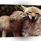 Wolf Coyote Mother And Pup A1 Xlarge Canvas