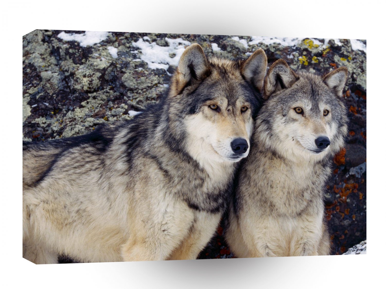 Wolf Gray A1 Xlarge Canvas