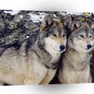 Wolf Gray A1 Xlarge Canvas