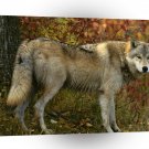 Wolf Gray In Autumn A1 Xlarge Canvas