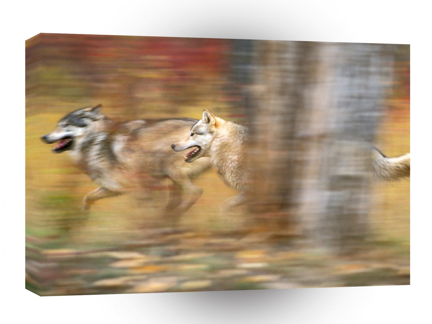 Wolf Gray The Run A1 Xlarge Canvas