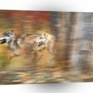 Wolf Gray The Run A1 Xlarge Canvas