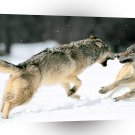 Wolf Grey Northern Alaska A1 Xlarge Canvas