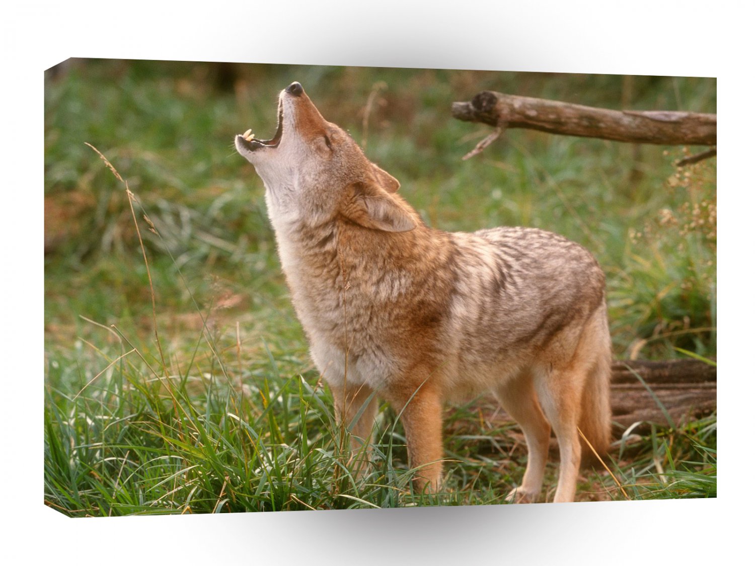 Wolf Howling Coyote A1 Xlarge Canvas
