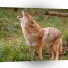 Wolf Howling Coyote A1 Xlarge Canvas