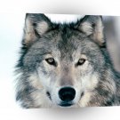 Wolf Look Into My Eyes Winter A1 Xlarge Canvas