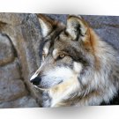 Wolf Mexican A1 Xlarge Canvas