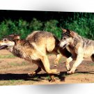 Wolf Morning Jog A1 Xlarge Canvas