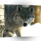 Wolf Ready For The Hunt Gray A1 Xlarge Canvas