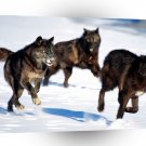 Wolf Running With The Pack A1 Xlarge Canvas