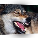 Wolf Snarling A1 Xlarge Canvas