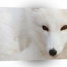 Wolf Snow White A1 Xlarge Canvas
