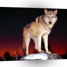 Wolf Standing Ground A1 Xlarge Canvas
