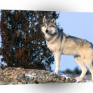 Wolf The Scout Gray A1 Xlarge Canvas