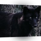 Wolf Timber A1 Xlarge Canvas