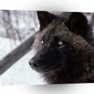 Wolf Tundra Alaska A1 Xlarge Canvas