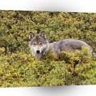 Wolf Tundra Of Alaska Gray A1 Xlarge Canvas