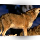 Wolf Winter A1 Xlarge Canvas