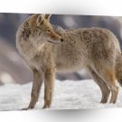 Wolf Winter Coyote A1 Xlarge Canvas