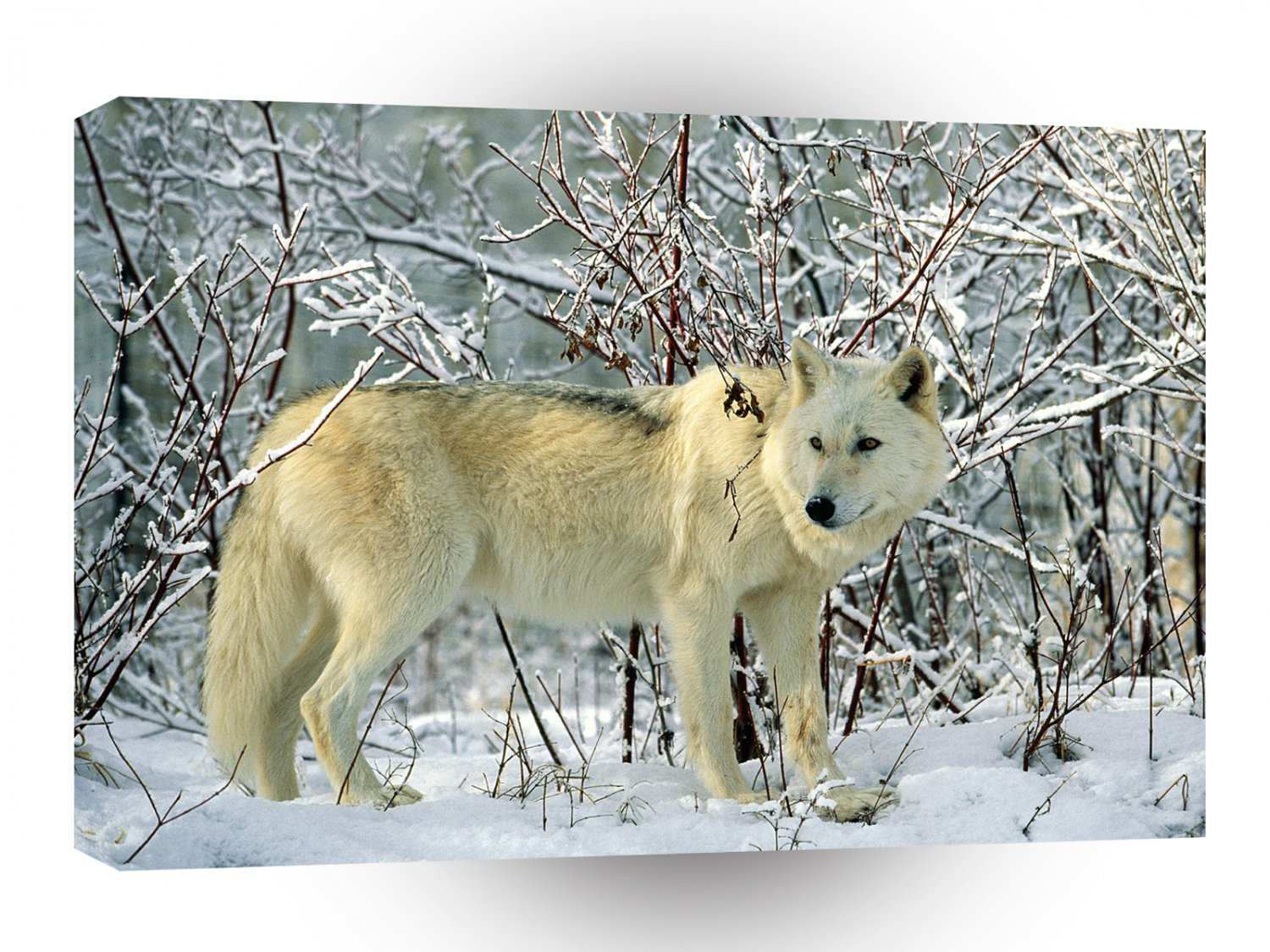 Wolf Winter Forage Gray A1 Xlarge Canvas