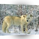 Wolf Winter Forage Gray A1 Xlarge Canvas