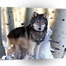 Wolf Winter Hunting Gray A1 Xlarge Canvas