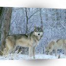 Wolf Winter Land A1 Xlarge Canvas