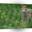Wolves Out A Walk A1 Xlarge Canvas