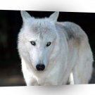 Wolves Snow Timmid A1 Xlarge Canvas