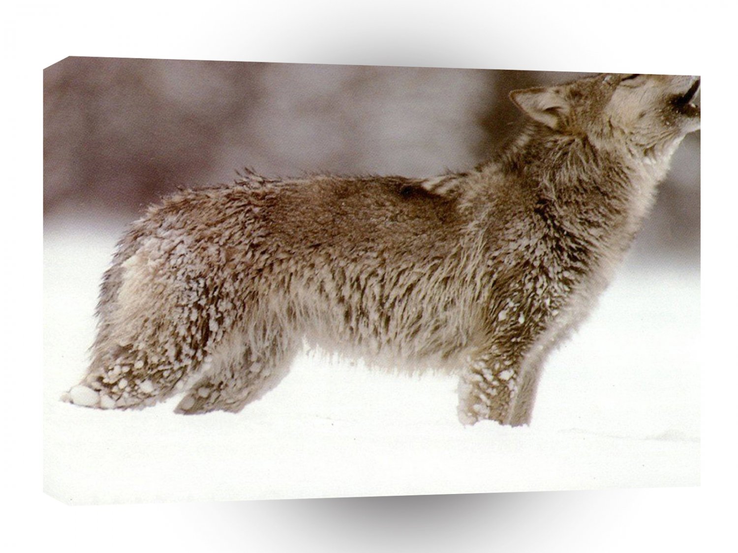 Wolves Wolf Chilly A1 Xlarge Canvas