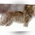 Wolves Wolf Chilly A1 Xlarge Canvas