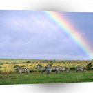 Zebra After Storm Kenya Africa A1 Xlarge Canvas