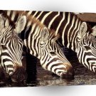 Zebra At Water Hole Kenya A1 Xlarge Canvas