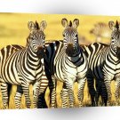 Zebra Burchell Masai Mara Kenya A1 Xlarge Canvas