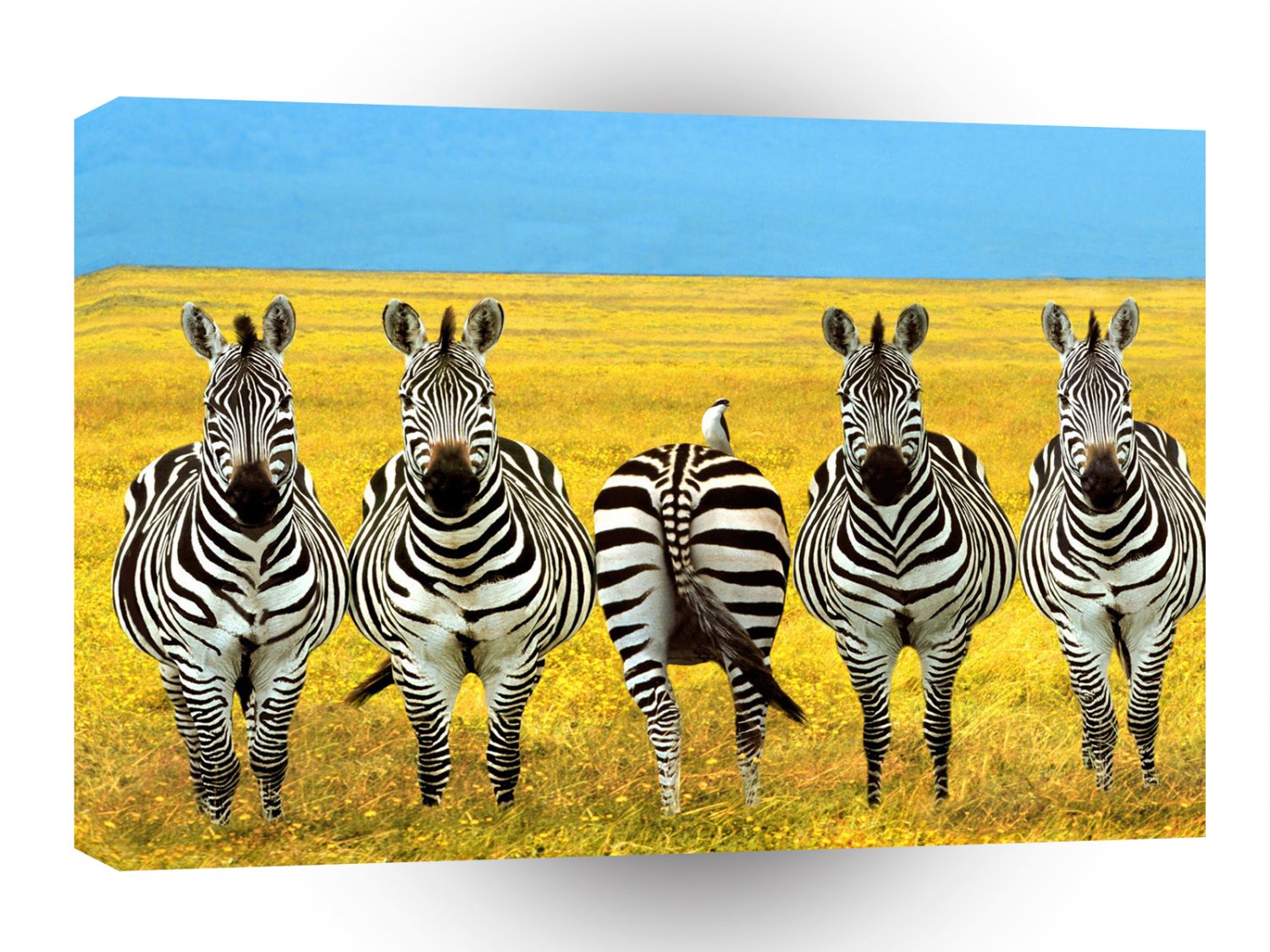 Zebra Dare To Be Different A1 Xlarge Canvas