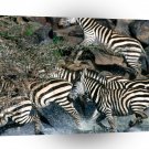 Zebra Exodus Across River Burchell A1 Xlarge Canvas