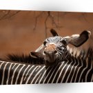 Zebra Kenya Africa A1 Xlarge Canvas