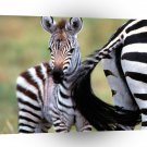 Zebra Natural Burchell Kenya Africa A1 Xlarge Canvas