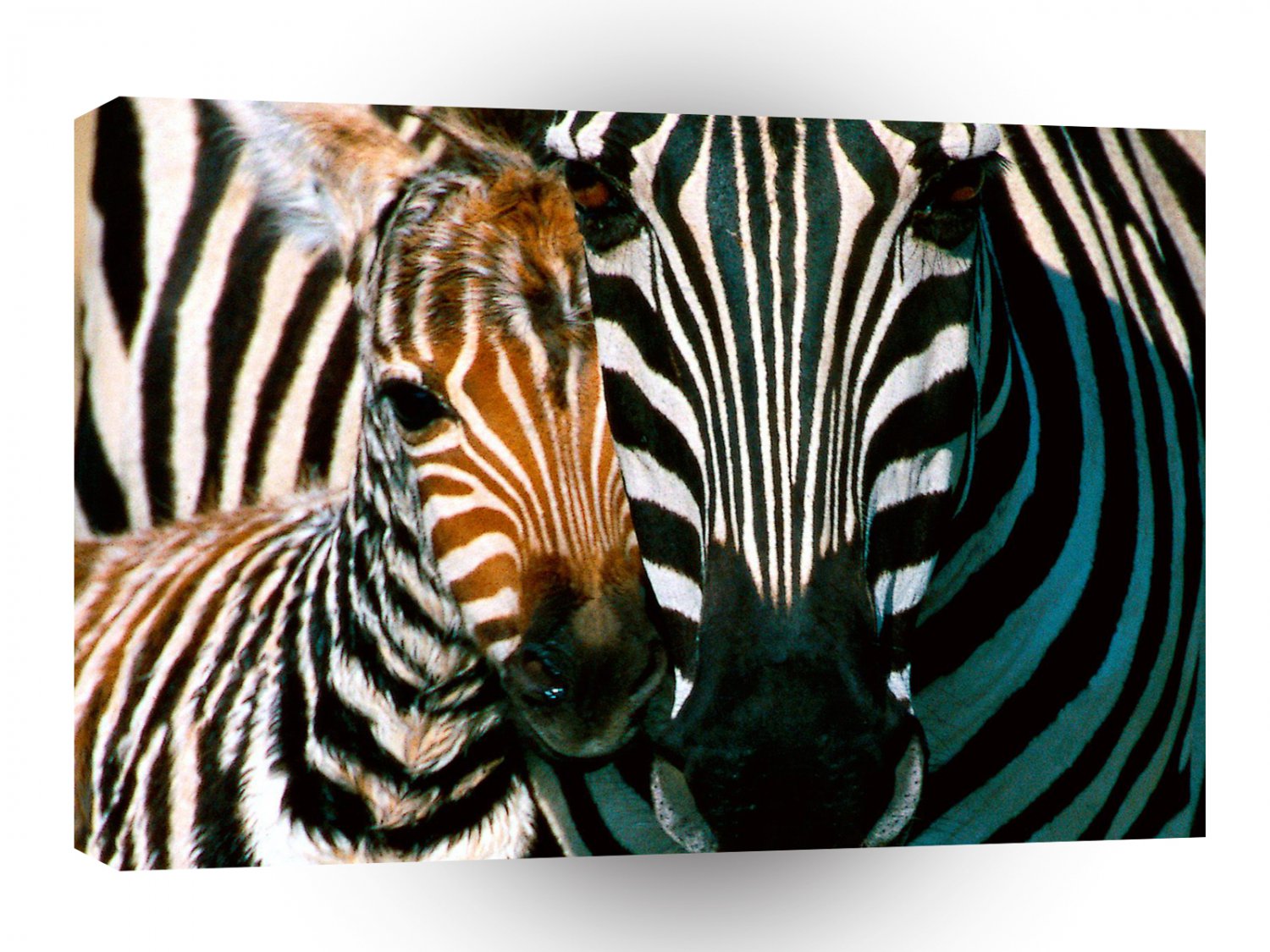 Zebra Natural Pattern A1 Xlarge Canvas