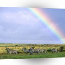 Zebra Rainbow Day A1 Xlarge Canvas