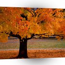 Autumn An Beauty A1 XLarge Canvas