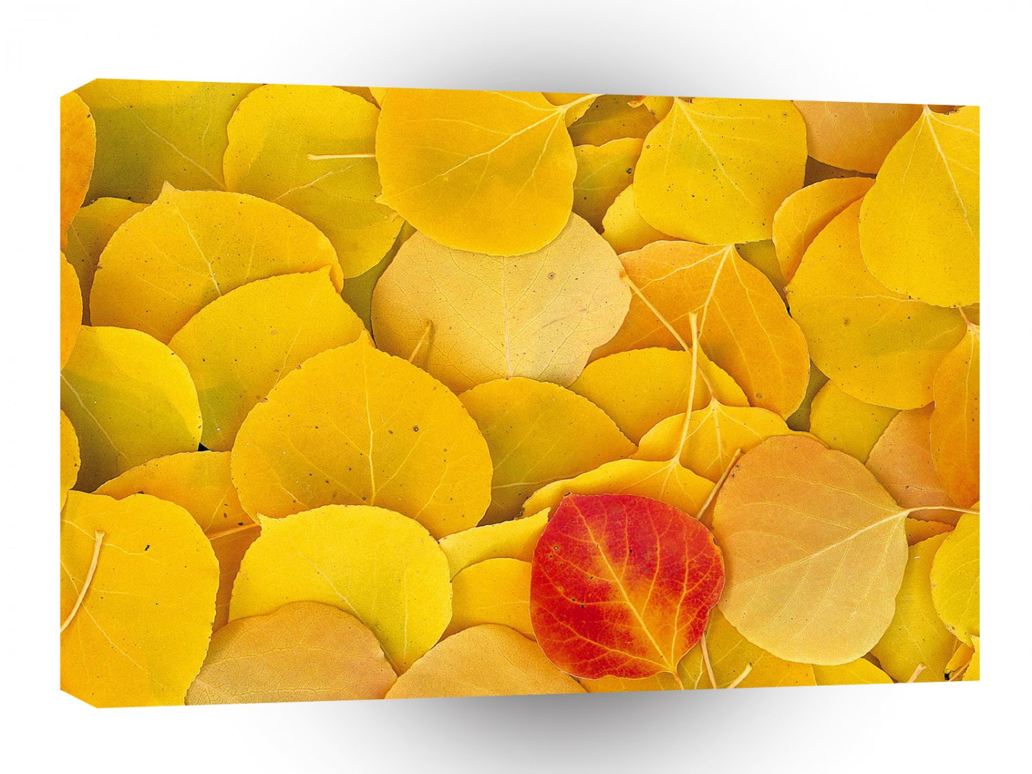 Autumn Aspen Leaves Eastern Sierra California A1 XLarge Canvas