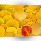 Autumn Aspen Leaves Eastern Sierra California A1 XLarge Canvas