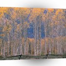 Autumn Aspen Splendor Jackson Hole Wyoming A1 XLarge Canvas